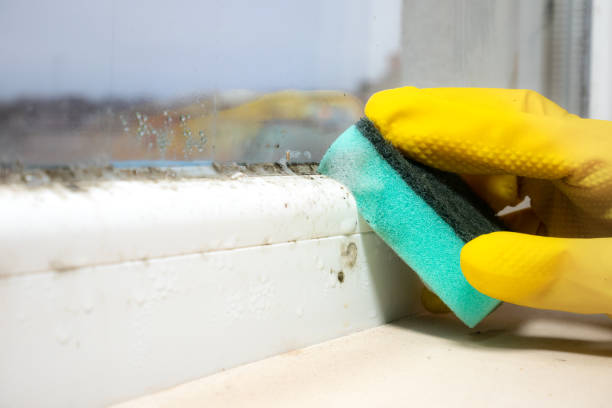 Best Best Mold Removal Companies  in Dunes City, OR